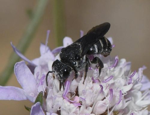 Stelis sp.